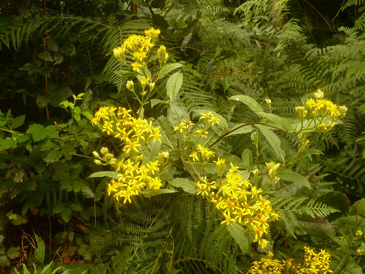 Senecio bayonnensis (Asteraceae)